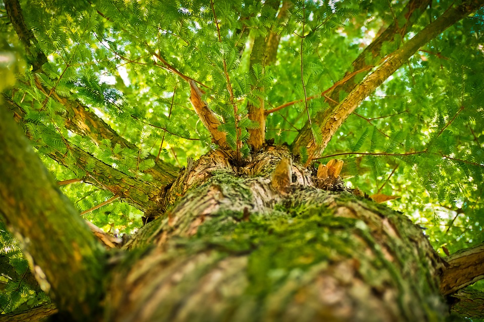 tree