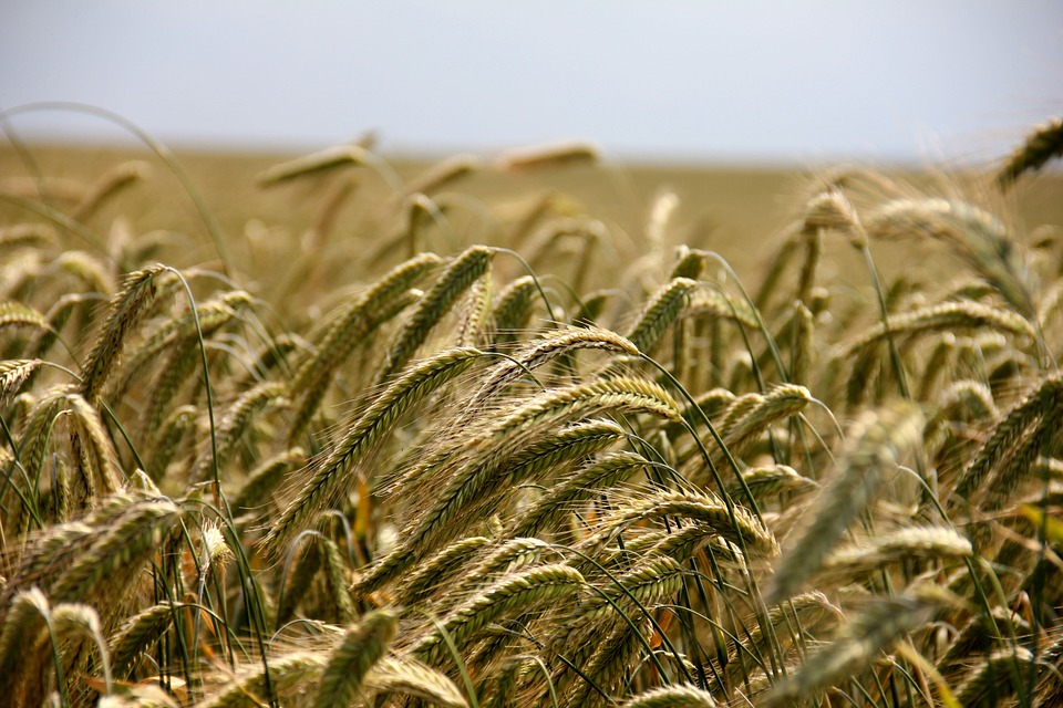 field