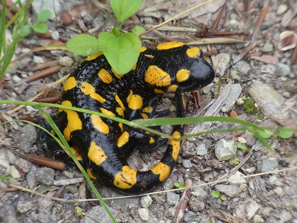 salamandre