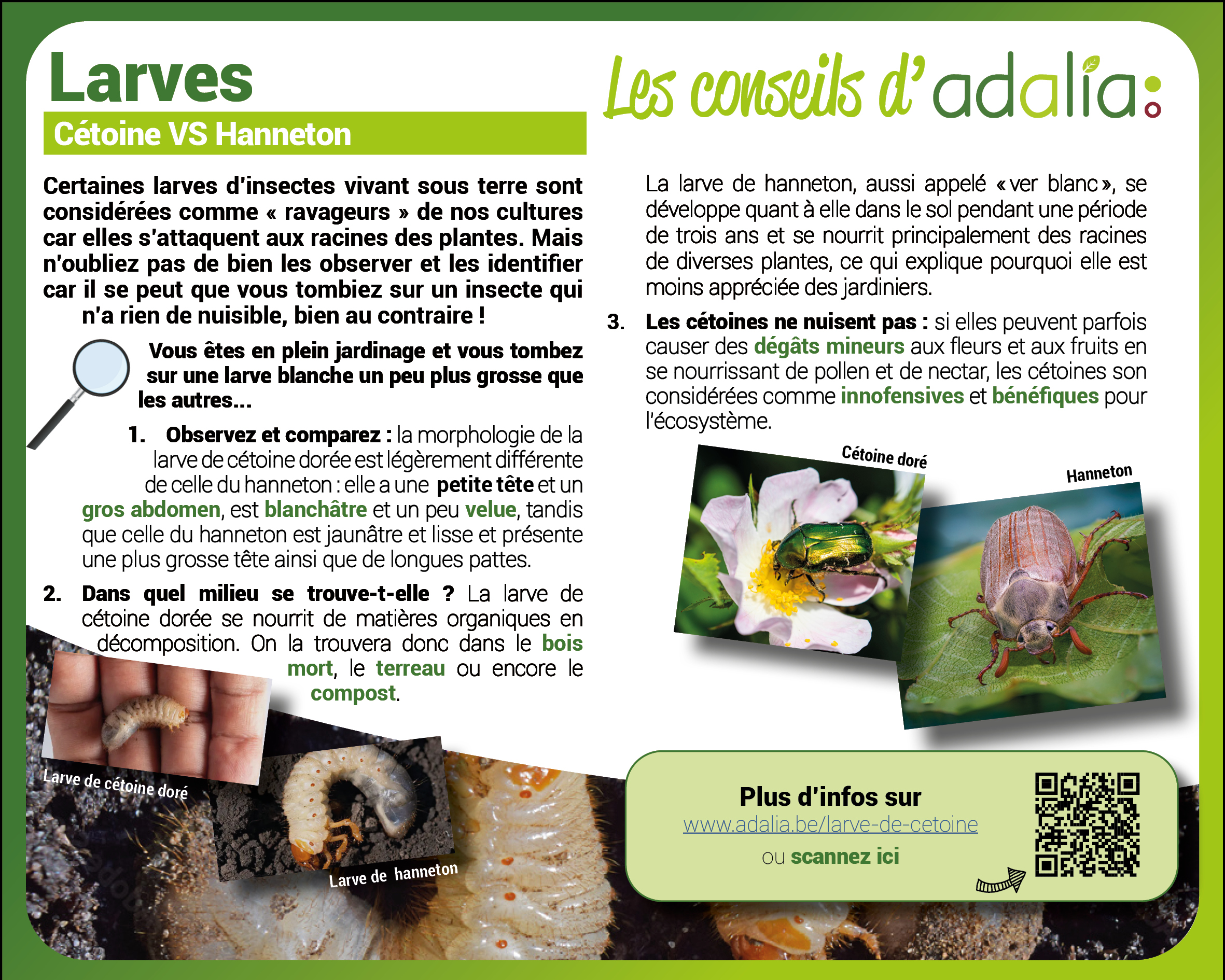 larves